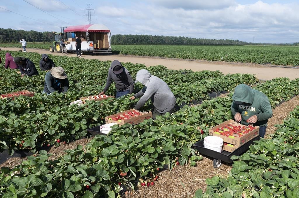 Migrant workers pick strawberries at a strawberry farm in Pont Rouge, Que., on August 24, 2021. 