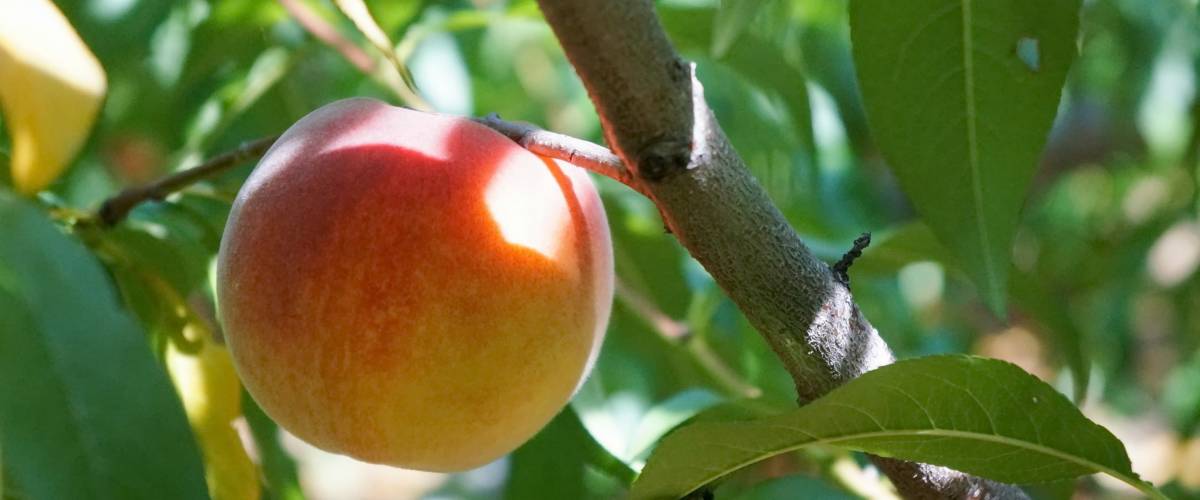 Peach