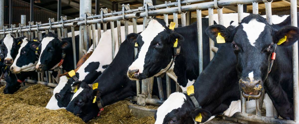 Dairy cows on a farm