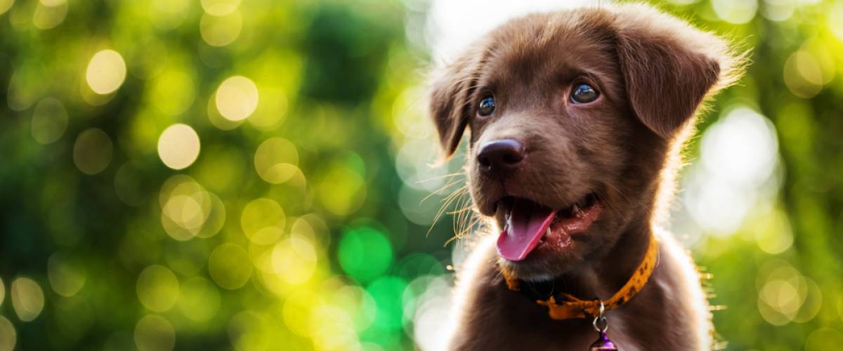 brown labrador retriever puppy