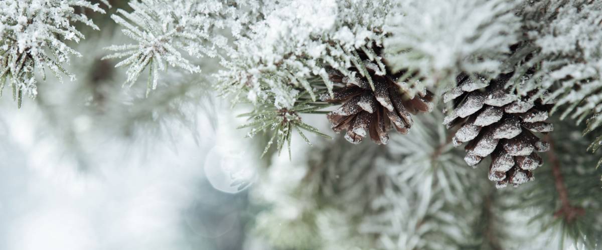 Fir branch on snow