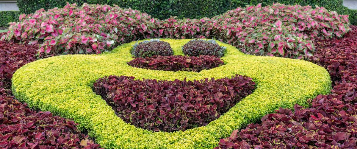 Sculpted garden in the Walt Disney's Magic Kingdom theme park. The plants form the shape of Mickey Mouse with green and purple color plants.