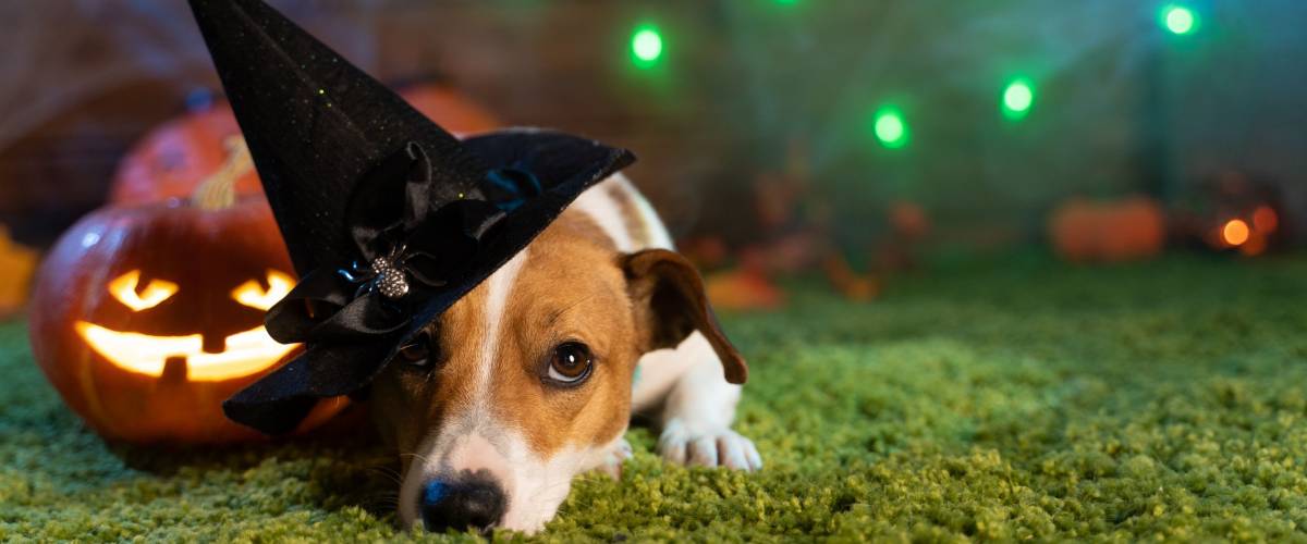Pet costumes are a new and growing Halloween trend