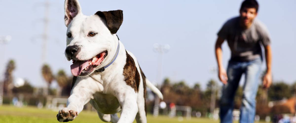 Man playing in a park with his dog