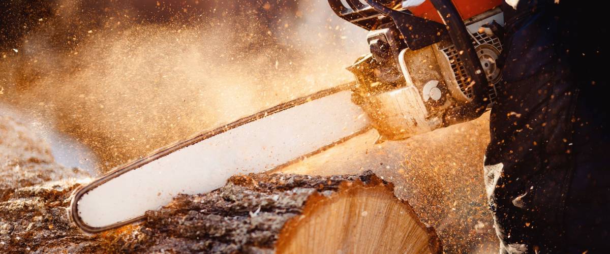 Chainsaw in move cutting wood. Man cut with saw. Dust and movements.