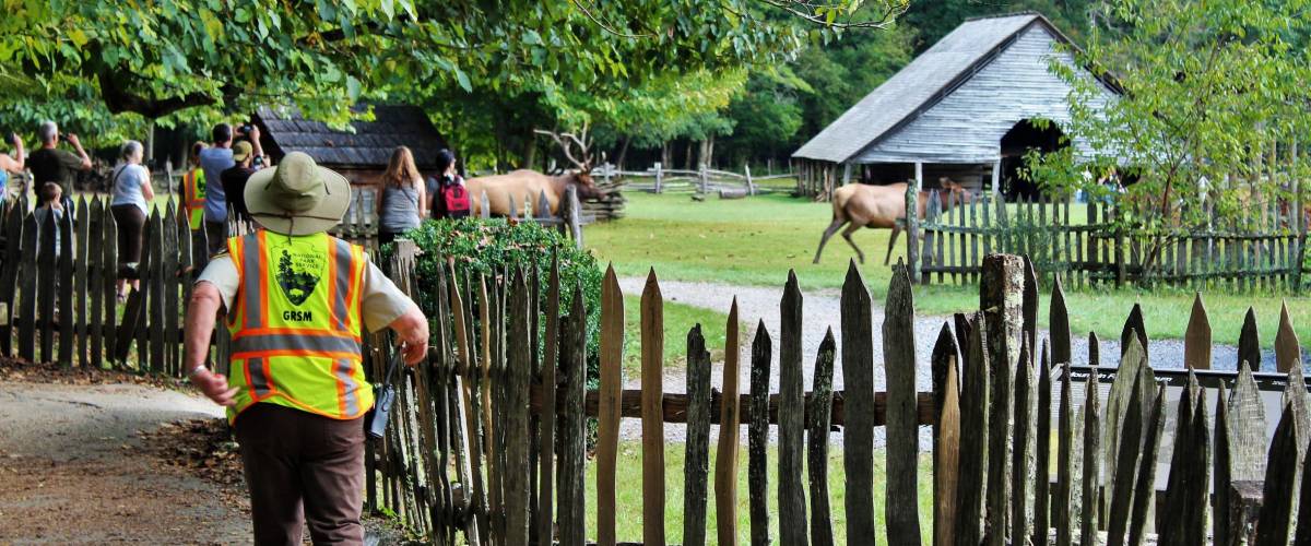 Park ranger moving people away from elks during mating season in Tennessee.