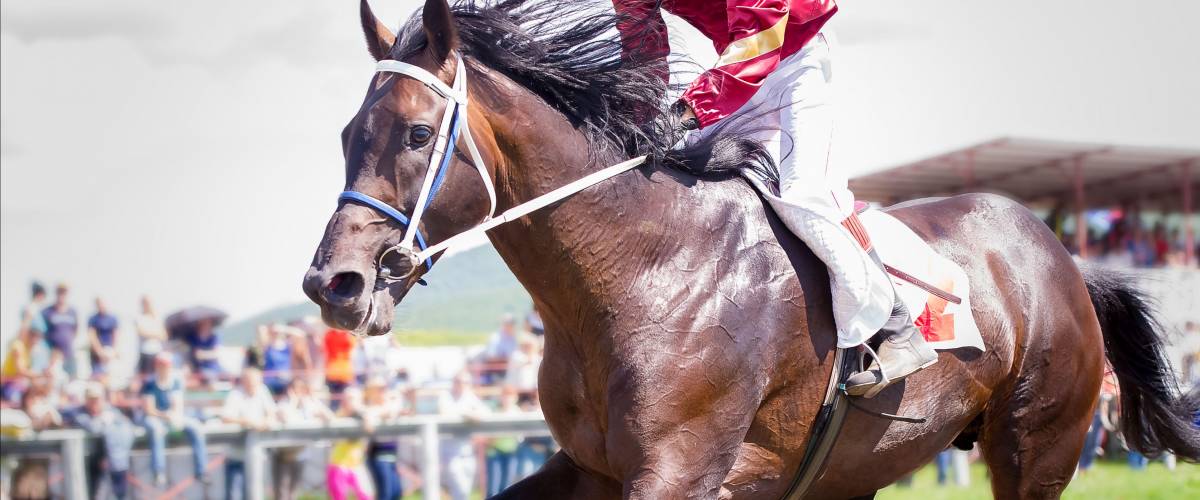 racing horse portrait in action on competition
