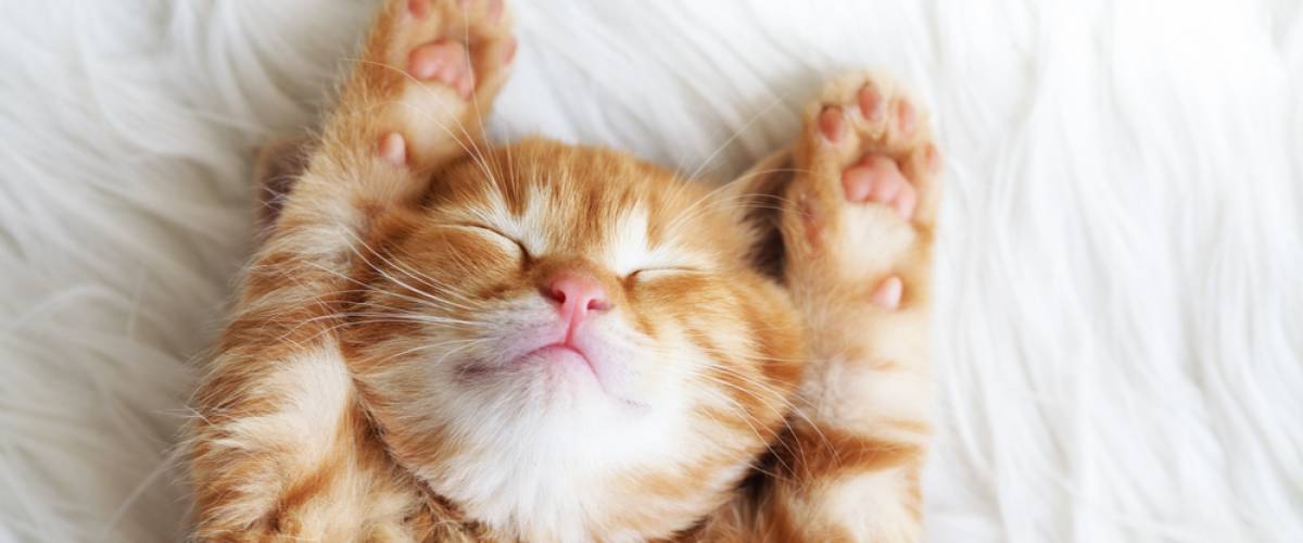 kitten