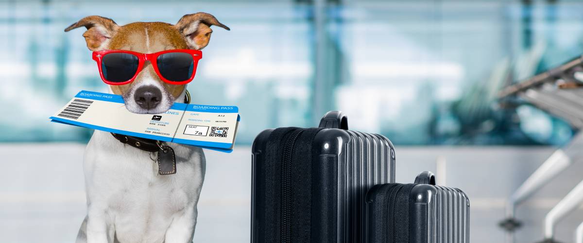 Jack Russell terrier dog at an airport with luggage and a boarding pass