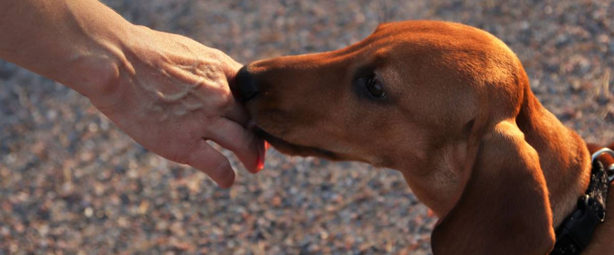 A cute young dachshund smelling and licking a hand of a strange outdoors.