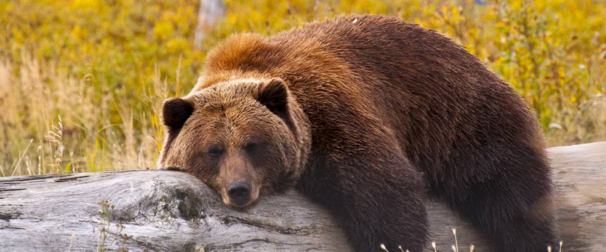 grizzly bear lounging on a log
