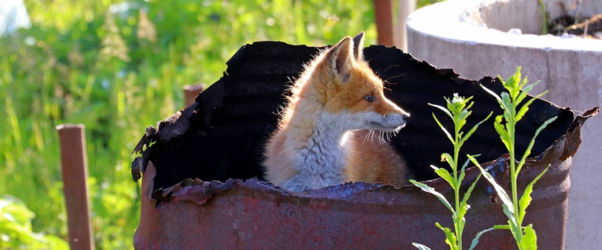 fox in the trash