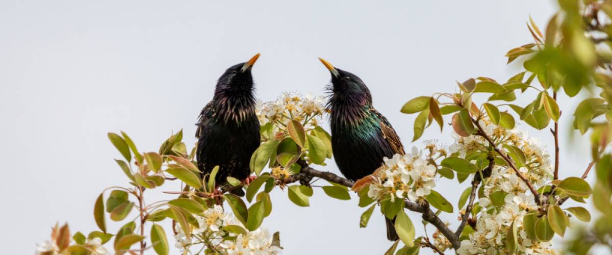 starlings in a tree