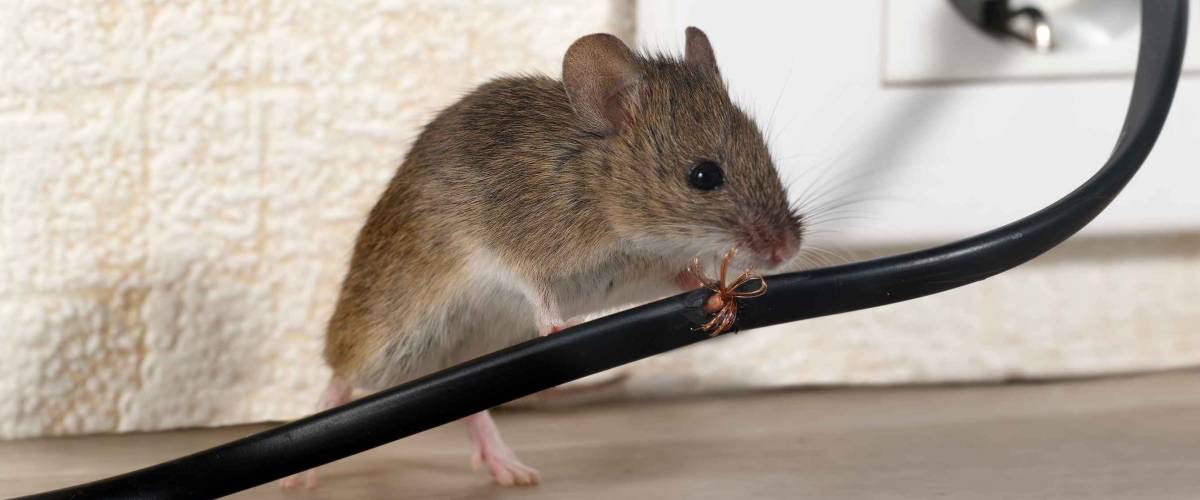 Closeup mouse gnaws wire in an apartment house on the background of the wall and electrical outlet . Fight with mice in the apartment. Extermination. Small DOF focus put only to wire.