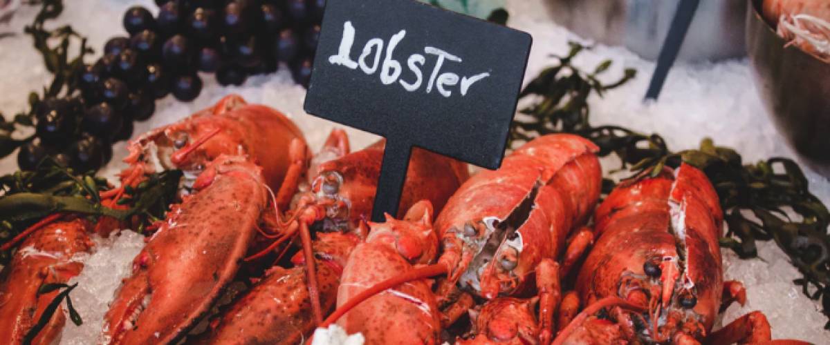 Lobsters sitting on ice