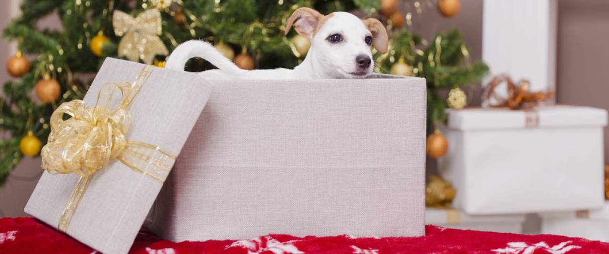 Puppy sitting in gift box