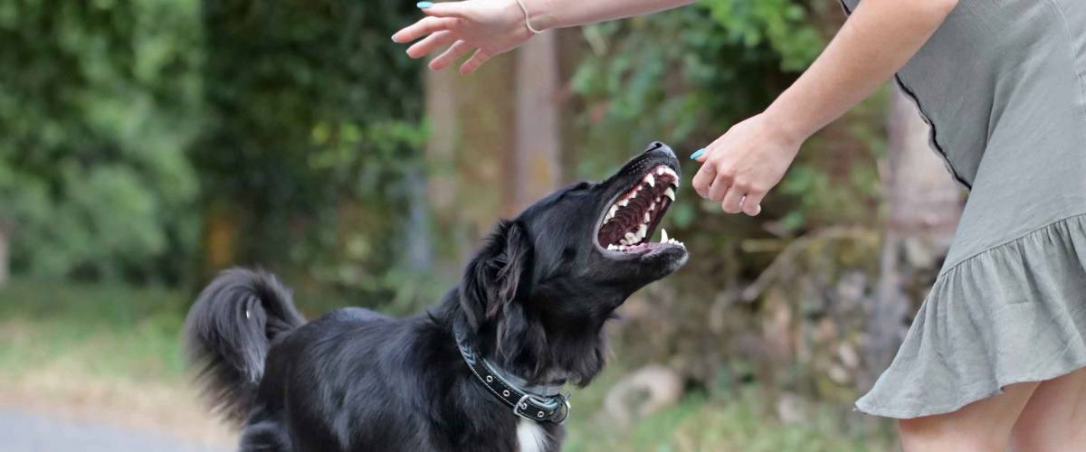 Aggressive dog attacking a young woman