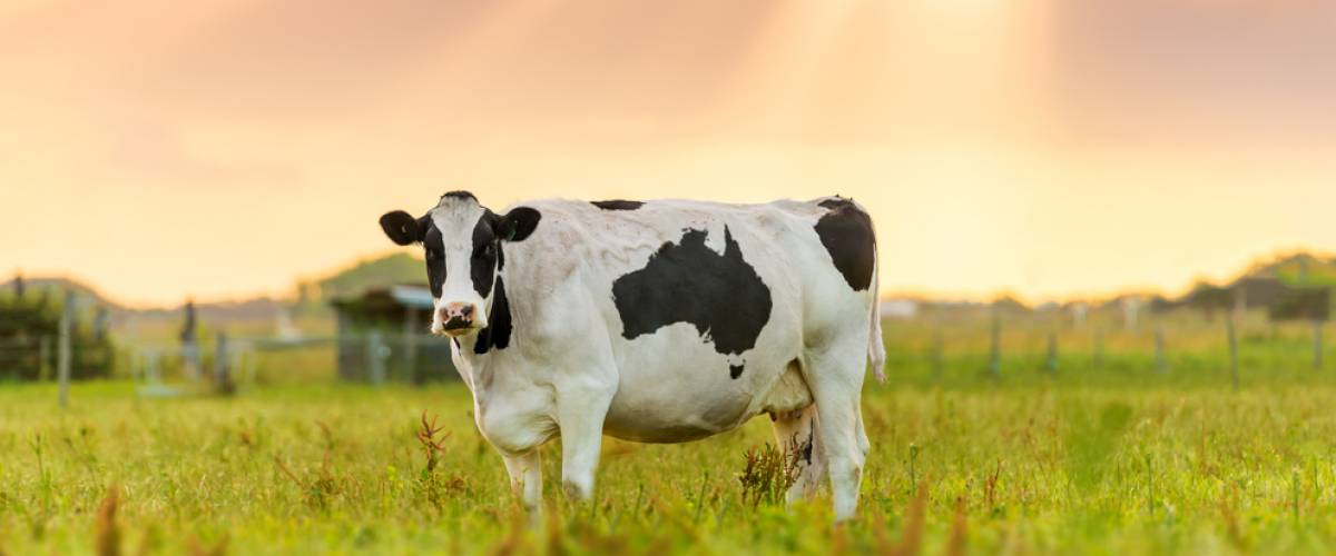 Cow in pasture at sunset