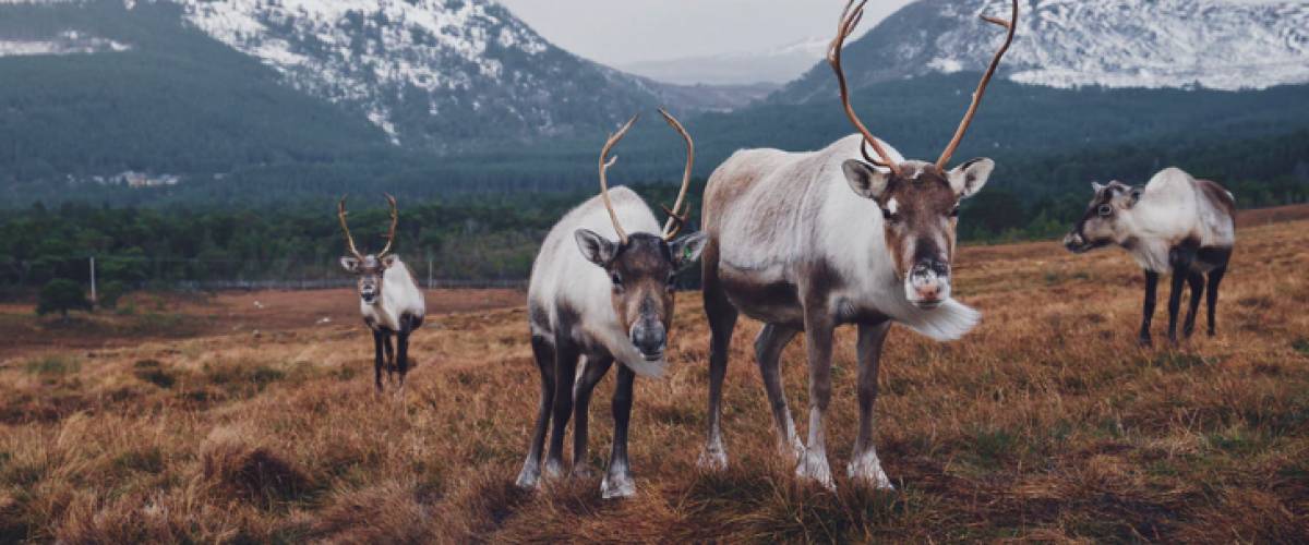 Reindeer outside
