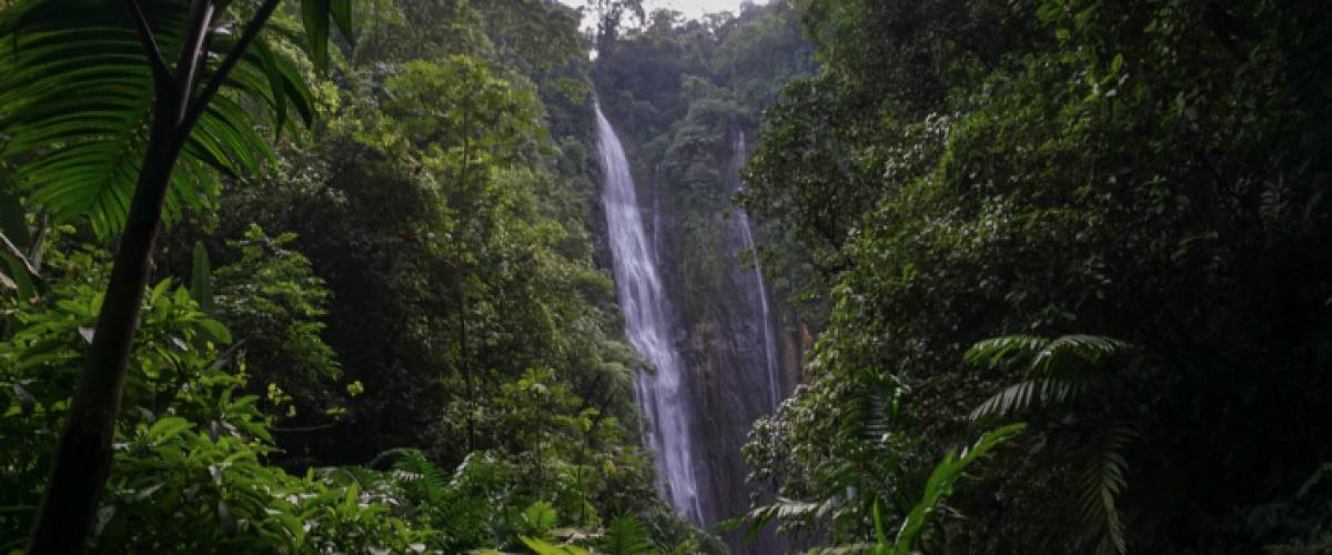 Dense jungle and waterfall