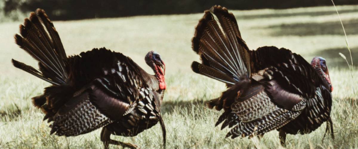 Wild turkeys outside