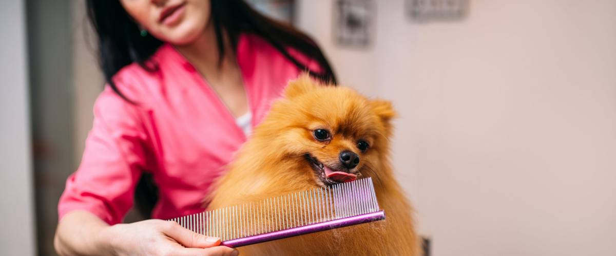 Pet groomer with comb, dog in grooming salon