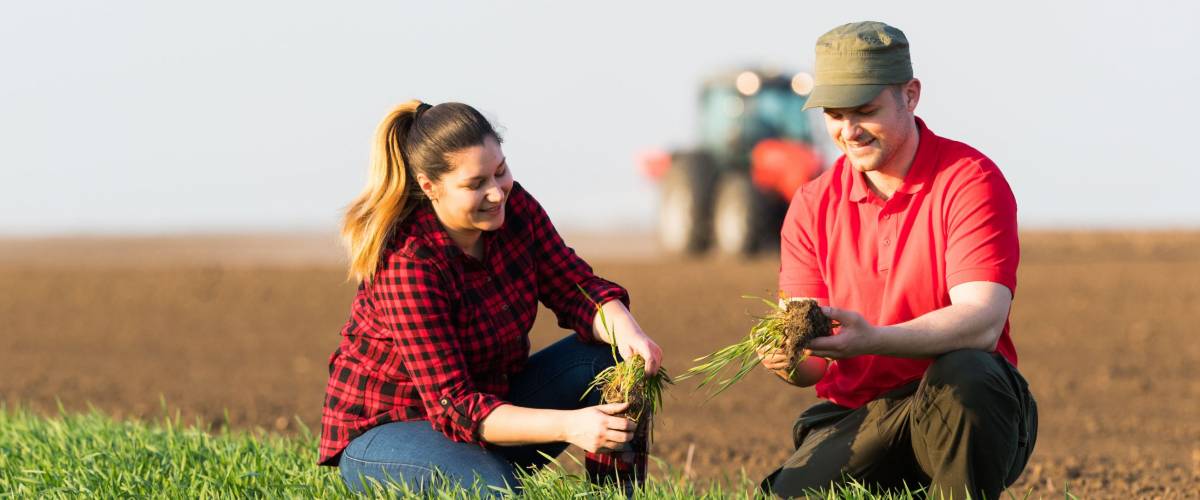 Young farmers examing planted wheat while tractor is plowing field