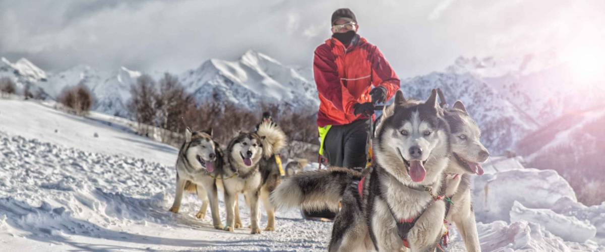 Sled dog racing alaskan malamute snow winter competition race