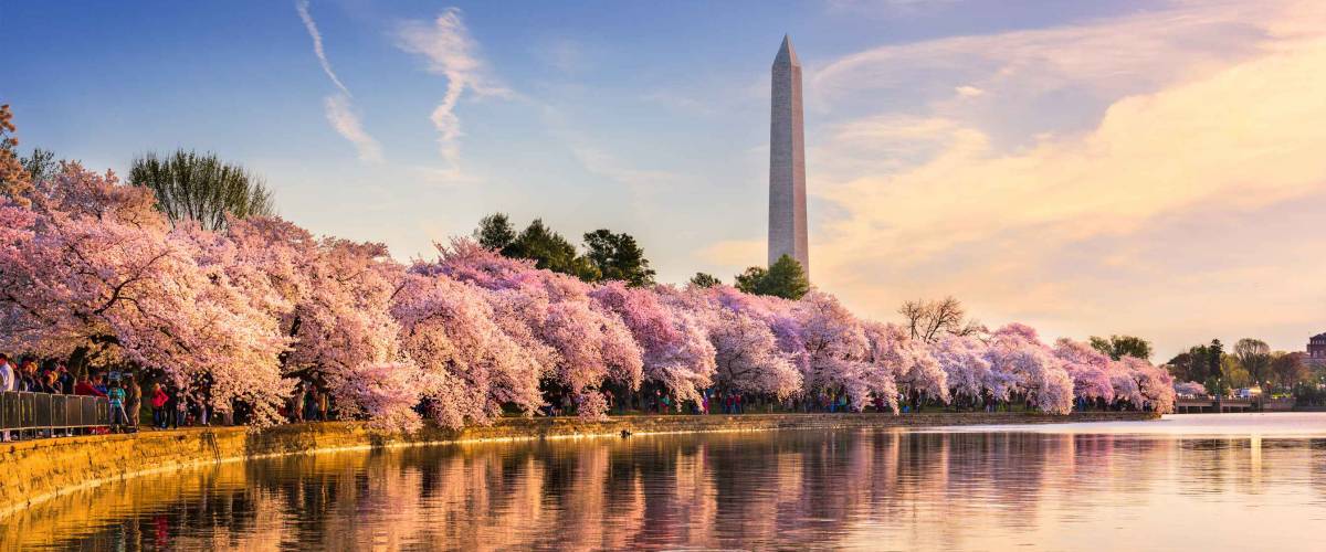 Washington DC, USA at the tidal basin with Washington Monument in spring season.