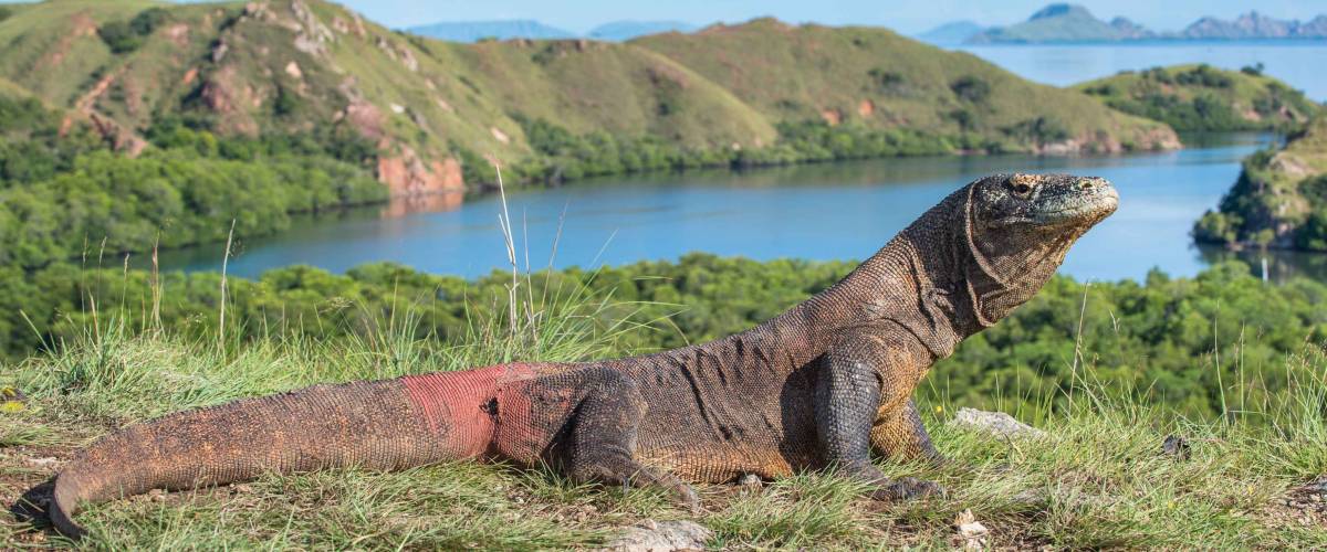 Komodo dragon ( Varanus komodoensis ) is the biggest living lizard in the world. On island Rinca. Indonesia.
