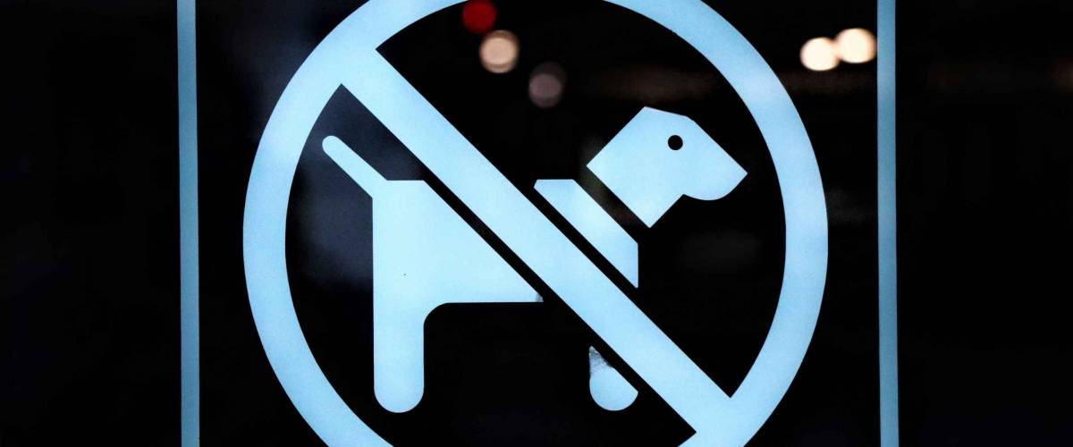 Dogs are not allowed inside. Adhesive image glued on a shop window.