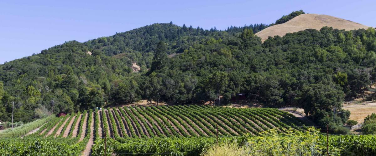 Vineyard outside Santa Rosa California