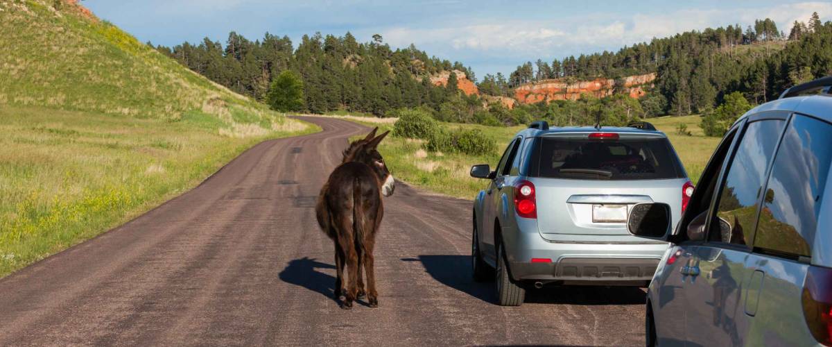 A dark brown donkey standing in a paved roadway facing a car next to it and begging for food in Custer State Park, South Dakota.