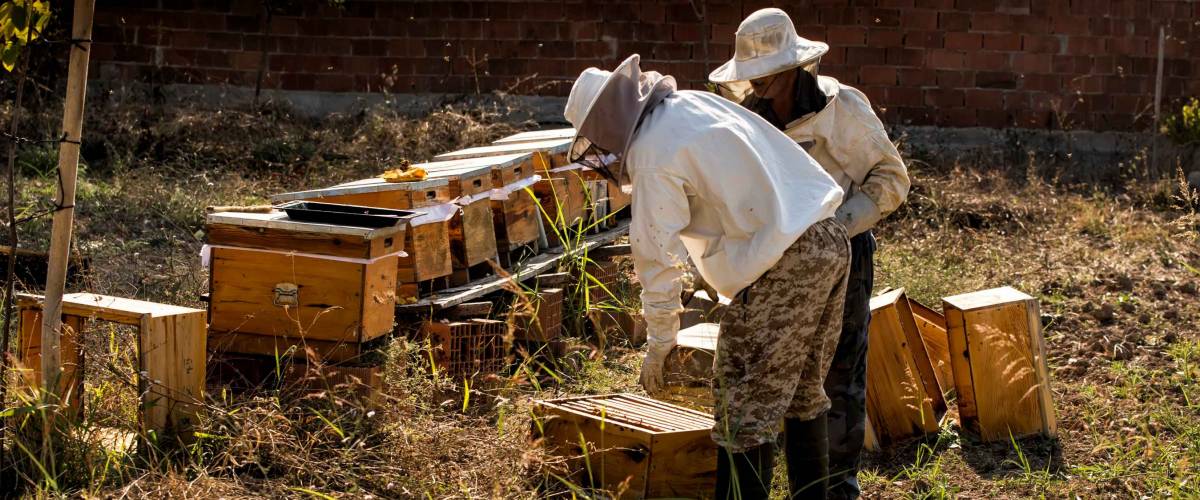 Beekeeper in protective workwear inspecting honeycomb frame at apiary. Beekeeping concept. Beekeeper harvesting honey