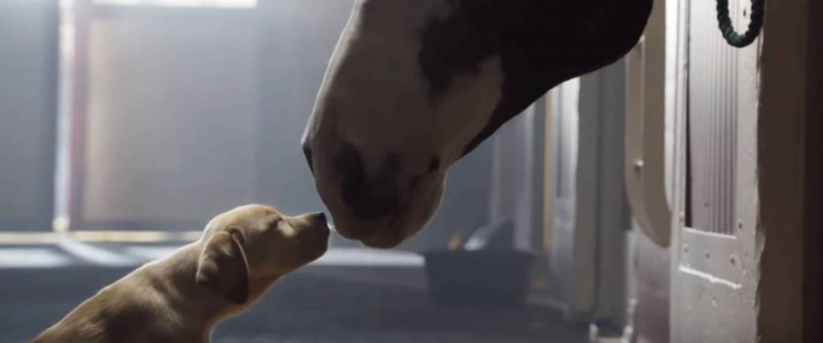 Puppy Love commercial