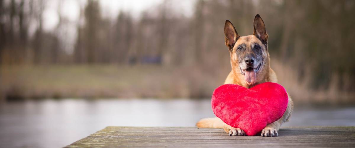 Belgian shepherd dog with heart pillow