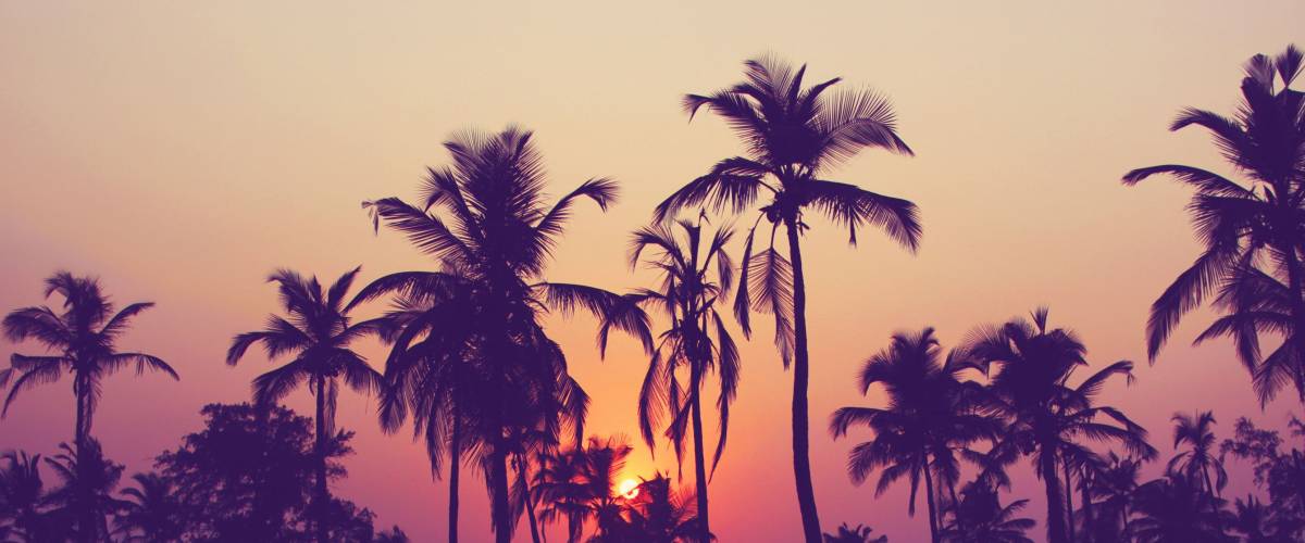 Silhouette of palm trees at sunset, vintage filter