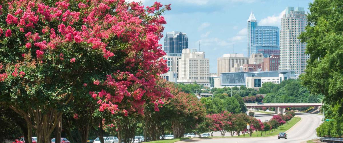 Raleigh skyline in the summer with crepe myrtle trees in bloom