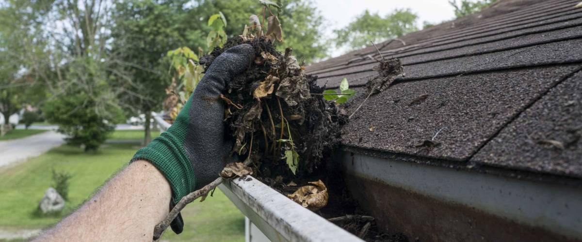 Cleaning gutters filled with leaves and sticks.