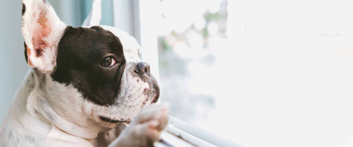 French bulldog dog waiting for owner at the window