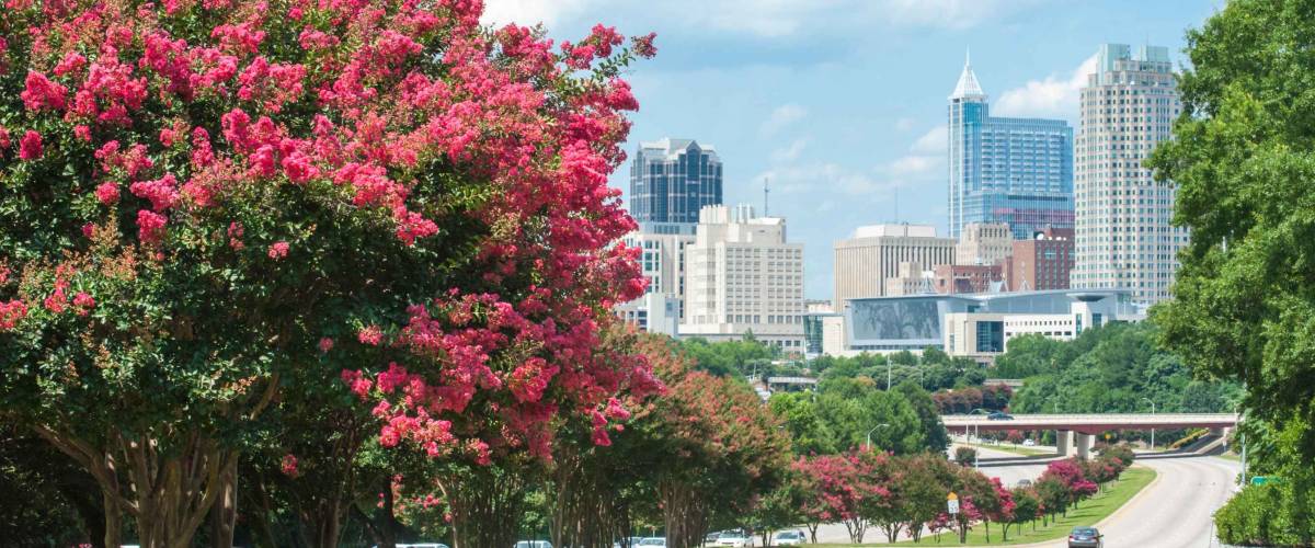 Raleigh skyline in the summer with crepe myrtle trees in bloom