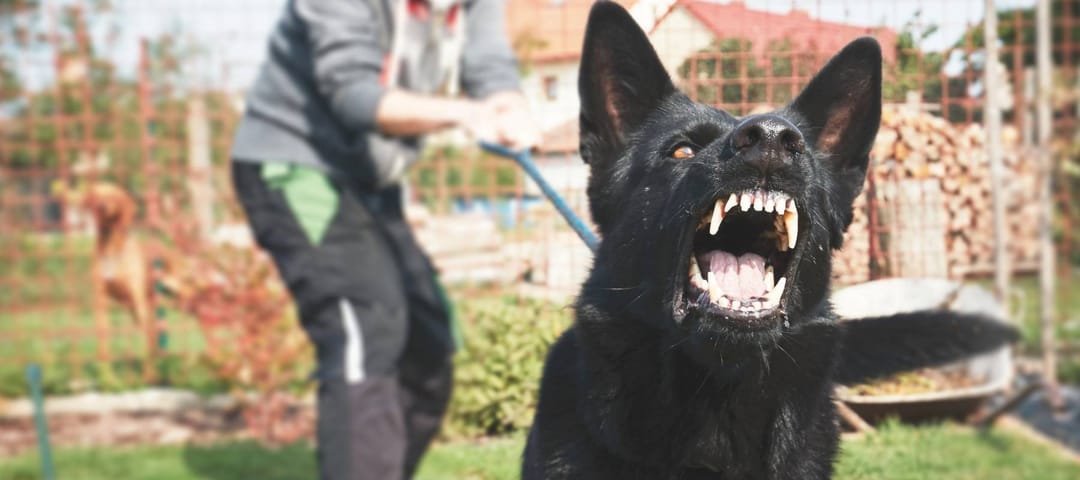 Aggressive dog is barking. Young man with angry black dog on the leash.