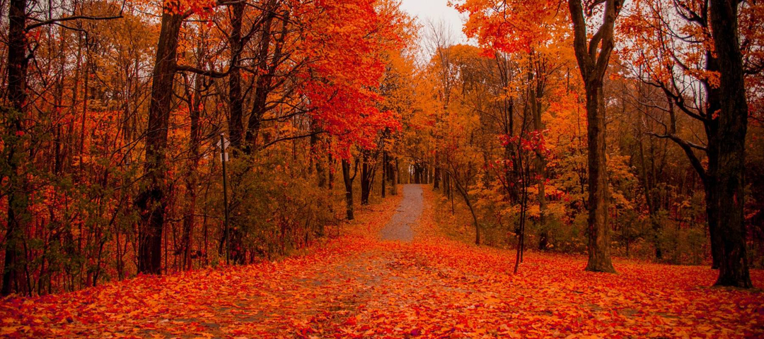 montreal autumn