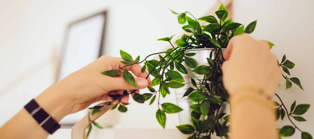 Home Staging - home stager sets up a white apartment with a plant