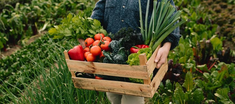 Person holds box of vegetables grown on farm