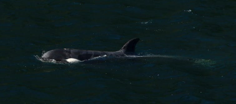 The orphaned orca calf who has been stranded in a lagoon in the northeastern part of Vancouver Island swam past the sand bar her mother died on and exited the lagoon early in the morning on F