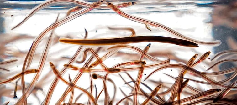The federal Fisheries Department says it arrested three people after carrying out a search warrant at a suspected holding facility for baby eels in southwestern Nova Scotia. Baby eels, also k