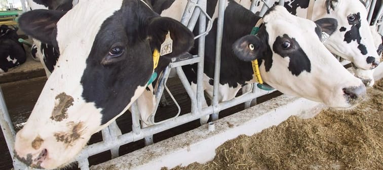 Dairy cows are seen at a farm in Sainte-Marie-Madelaine, Que. Friday, August 31, 2018. The Canadian government is expanding its surveillance program for a form of avian flu amid a growing out