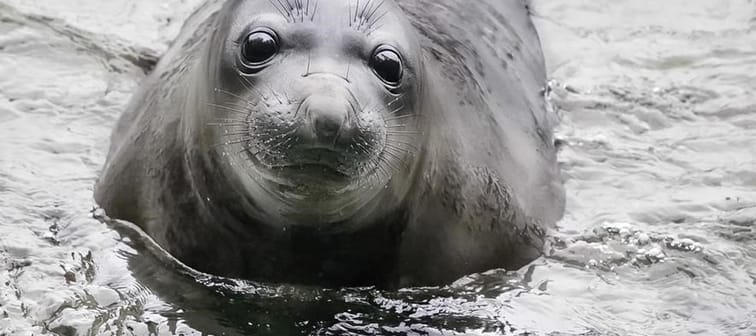 Emerson the elephant seal, who was around seven weeks old, learns how to swim at Deception Pass State Park in Washington State in a handout photo. 