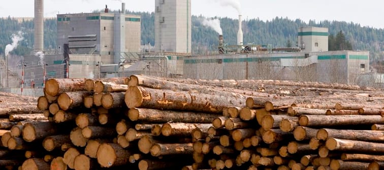 A 2.5-million-litre discharge of effluent from a fibreboard factory in Quesnel, B.C., poses "no immediate risk to public safety," according to the B.C. Environment Ministry. Logs are piled up